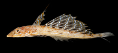Kortfinnet fløjfisk