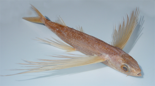 Flyvefisk I Danmark K benhavns Universitet flyvefisk-i-danmark-k-benhavns-universitet